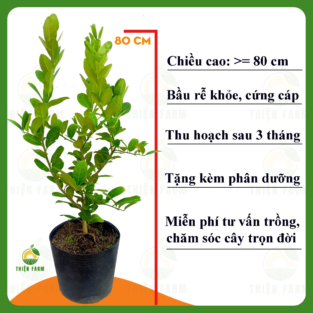 Cây Chanh Vàng Mỹ THIỆN FARM quả ngon thơm nồng, dùng làm cây ăn quả, cây cảnh, pha chế trà chanh, lipton cao 80cm
